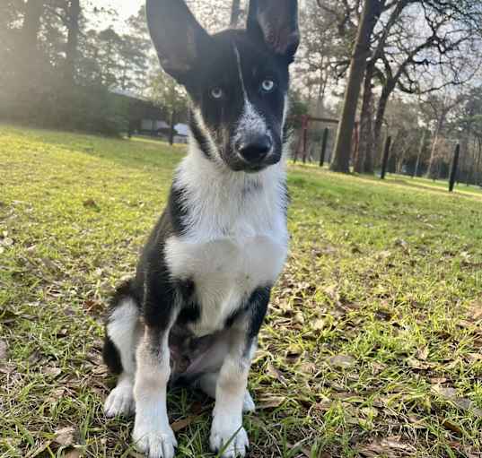 Photo of Max