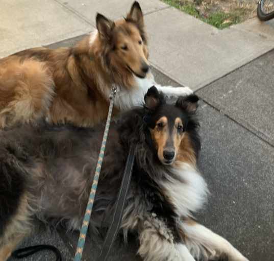 Photo of Rebel and Dixie