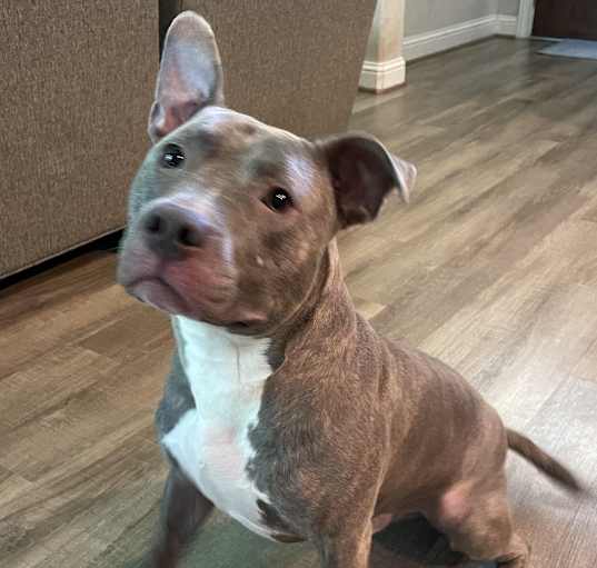 Photo of Tyson