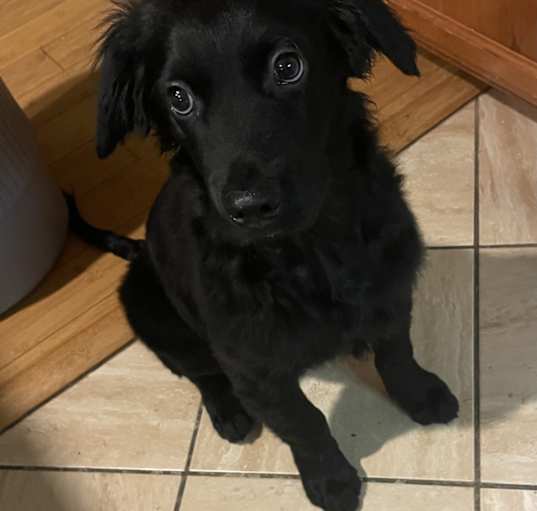 Photo of Rocky