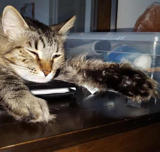 Photo of Michi