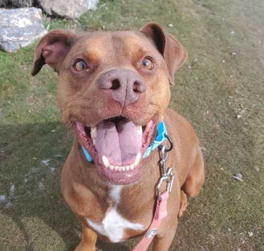 Photo of Pango