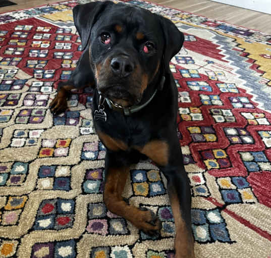 Photo of Kona