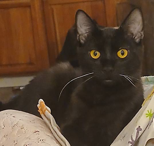 Photo of Pepper Jack