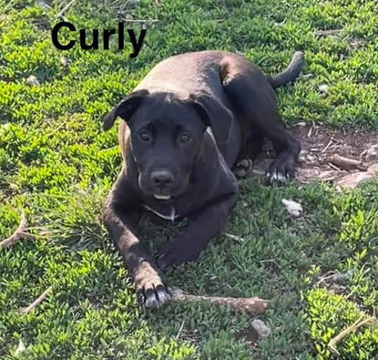 Photo of Curly