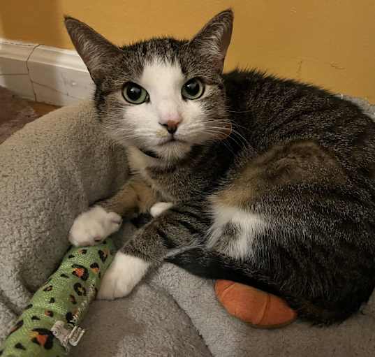 Photo of Cookie
