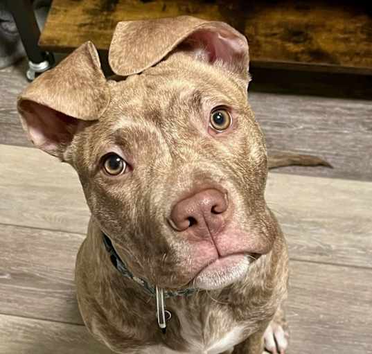 Photo of Leo