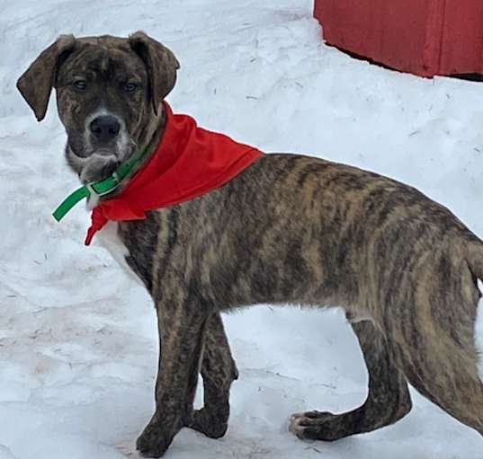Photo of Remington