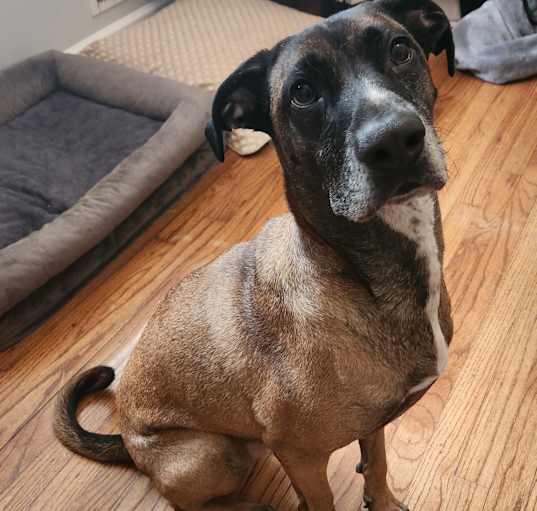 Photo of Buddy
