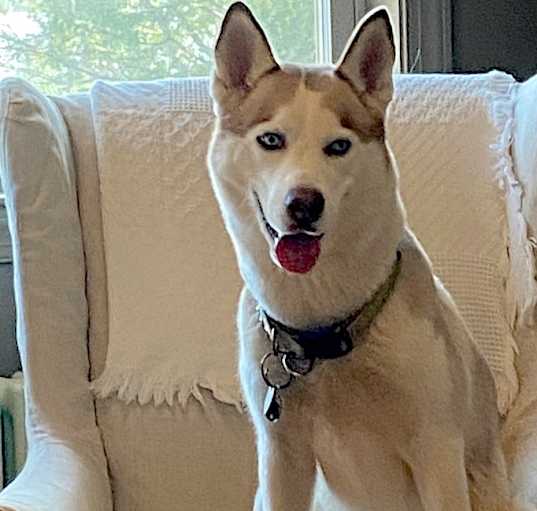 Photo of Jade-rehome