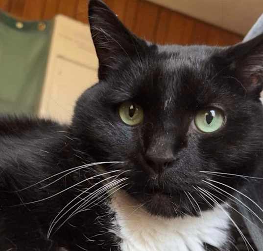 Photo of Bandit