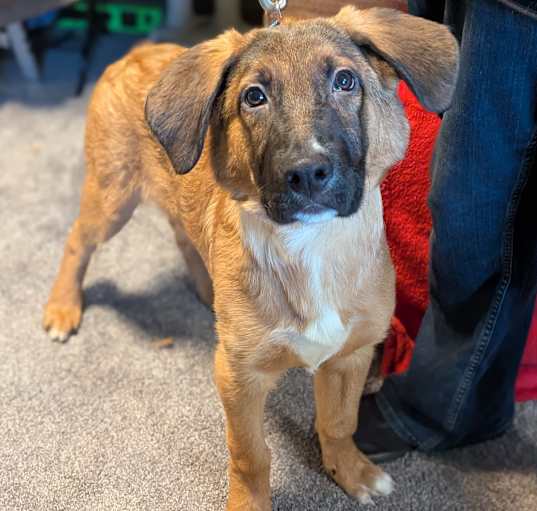 Photo of Moose
