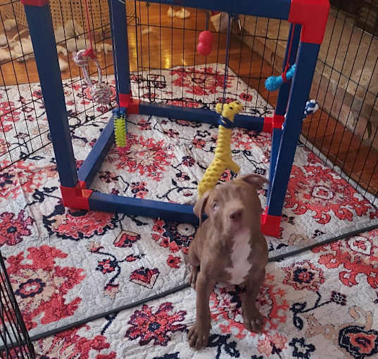 Photo of Ralphie