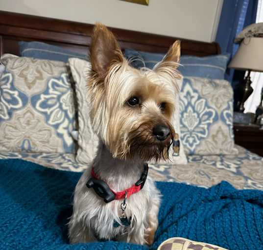 Photo of Bentley