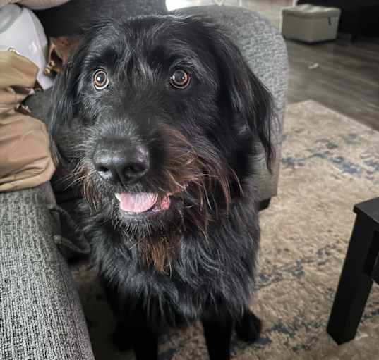 Photo of Koda
