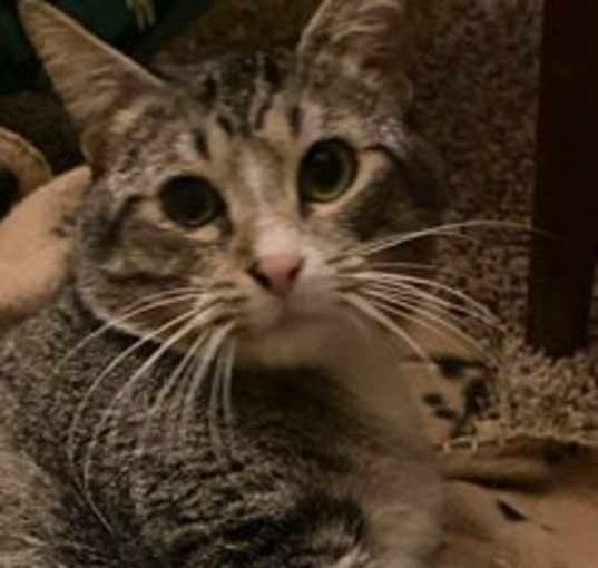 Photo of Acorn