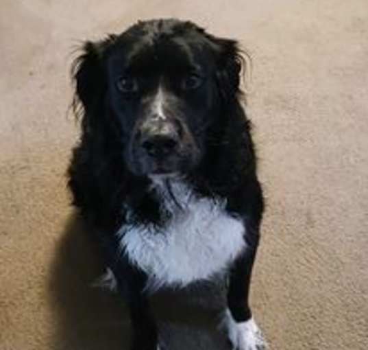 Photo of Scooby