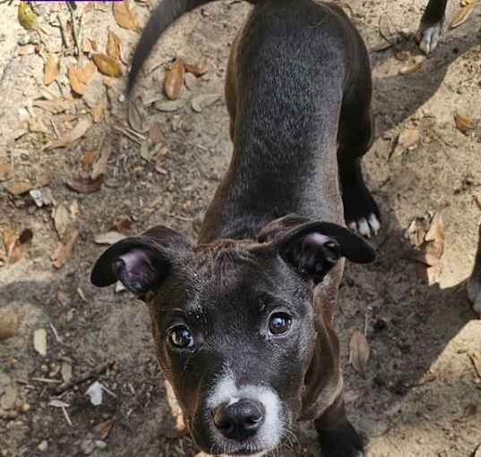 Photo of Roux
