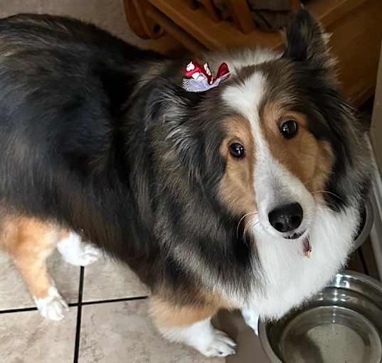 Photo of Rosie 4