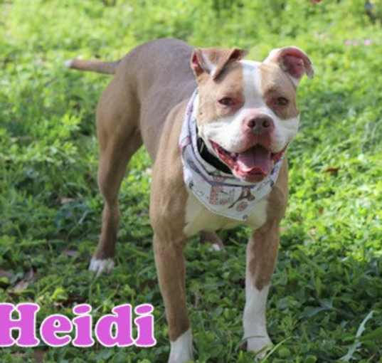 Photo of HEIDI
