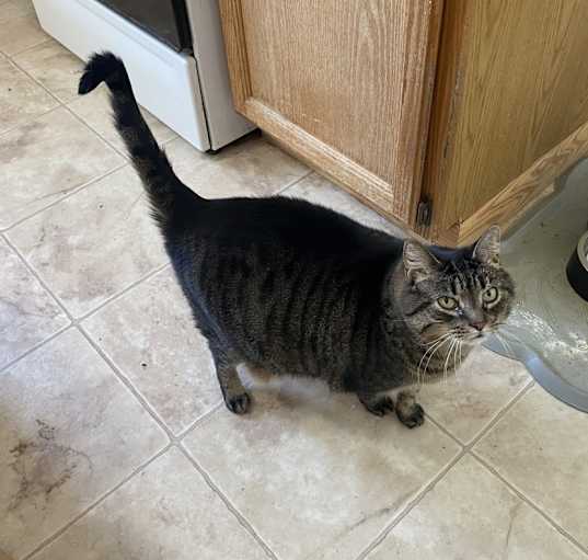 Photo of Callie