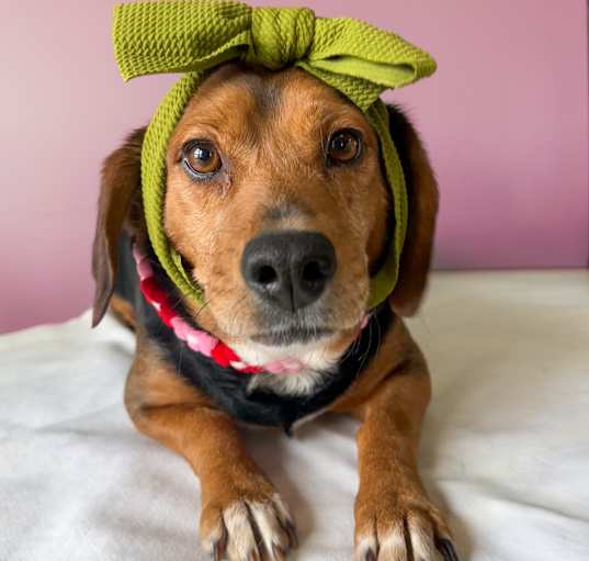 Photo of Muffin