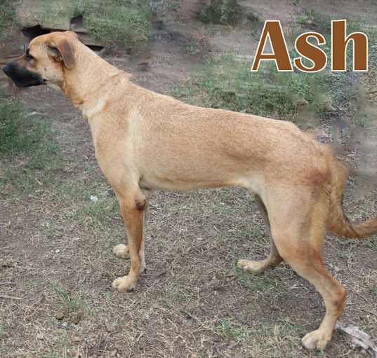 Photo of ASH