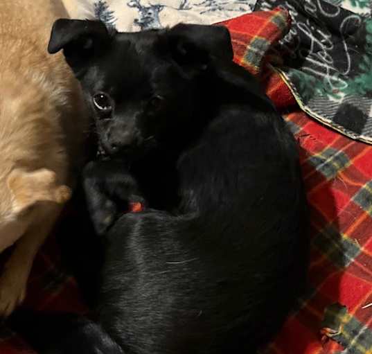 Photo of Archie