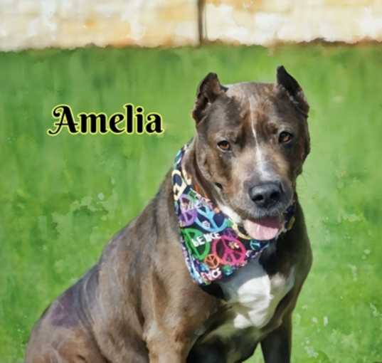 Photo of Amelia