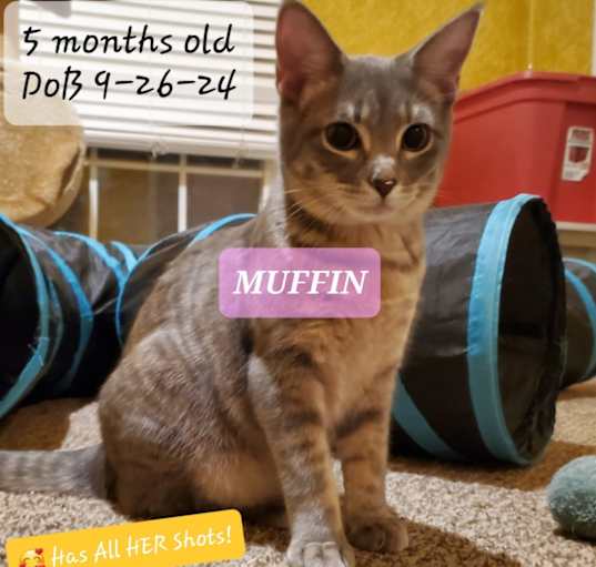 Photo of Muffin