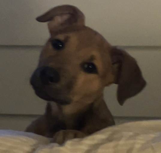 Photo of Coco