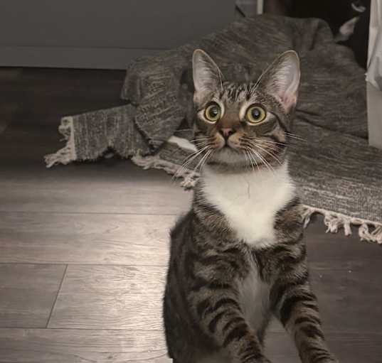Photo of Milo