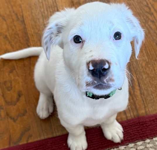 Photo of Moose