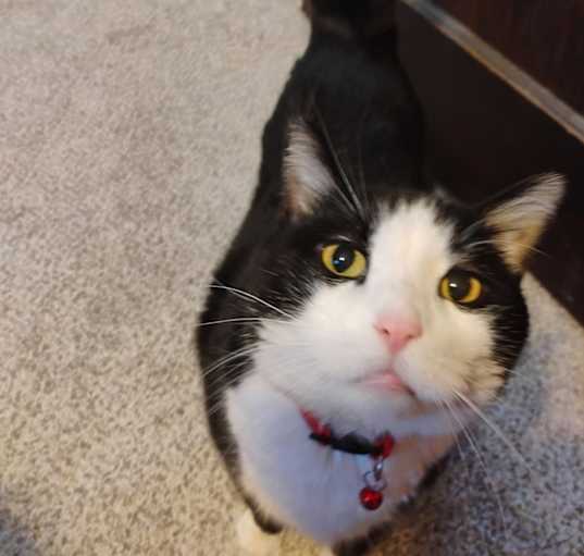 Photo of Tuxedo