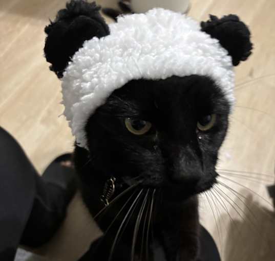 Photo of Boo
