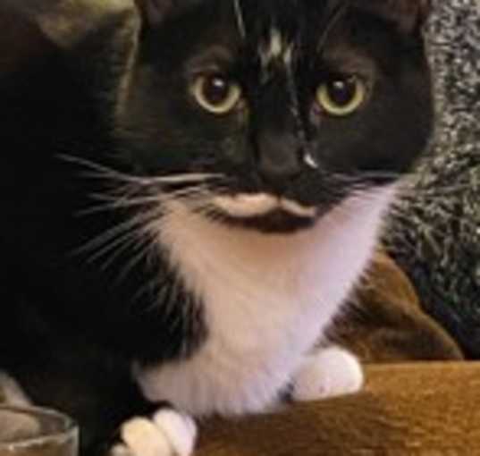 Photo of Pan