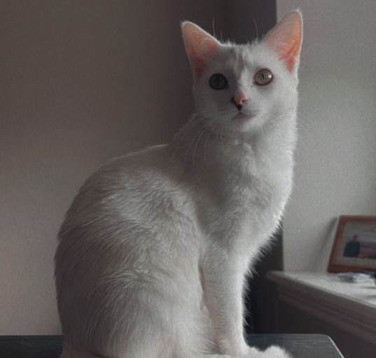 Photo of pearl