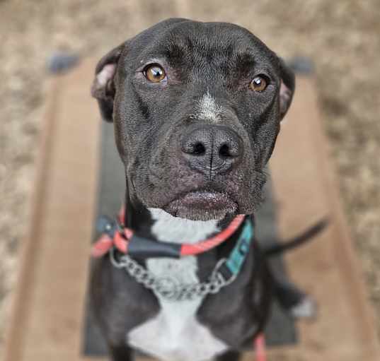 Photo of Dahlia