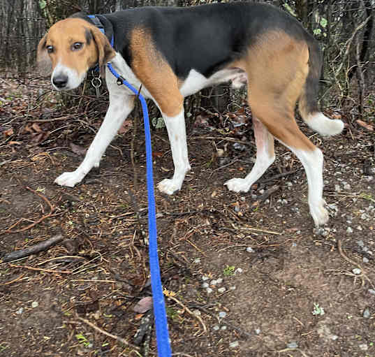 Photo of Cooper