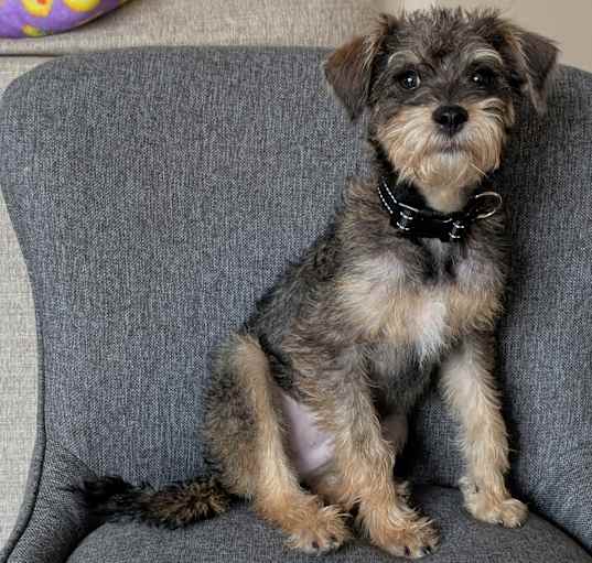 Photo of Dexter