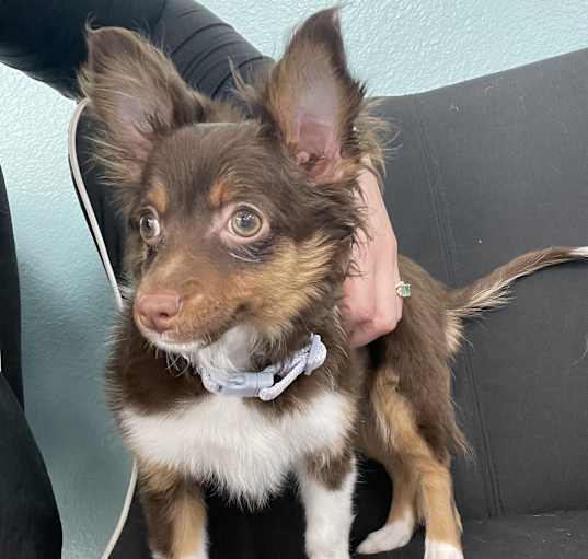 Photo of Stella