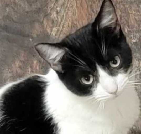 Photo of Marshmallow