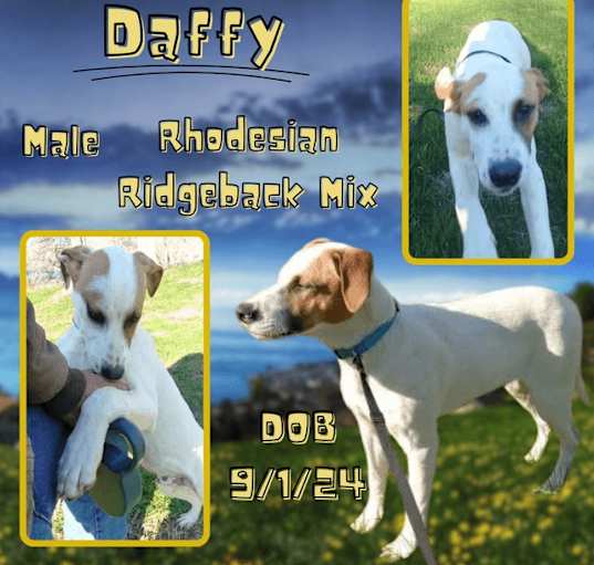 Photo of Daffy