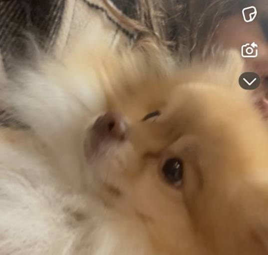 Photo of Yogi 7lbs