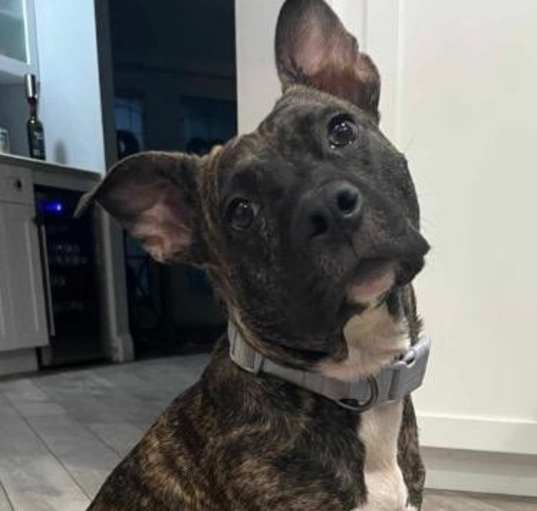 Photo of Luna