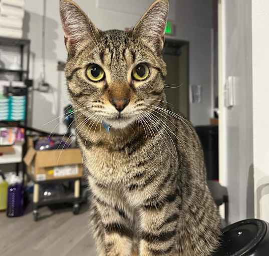 Photo of Cocoa