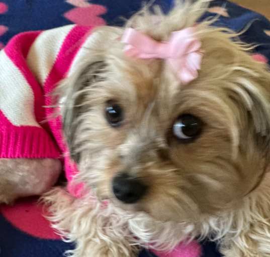 Photo of Allie