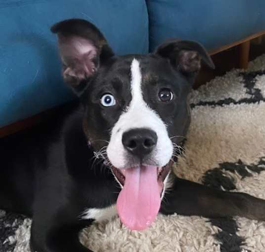 Photo of Poppy