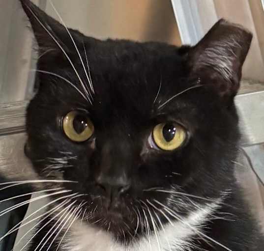 Photo of Oreo