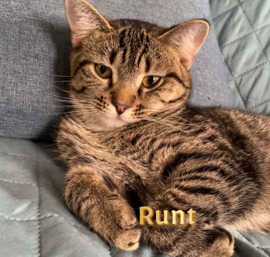 Photo of Runa/Runt